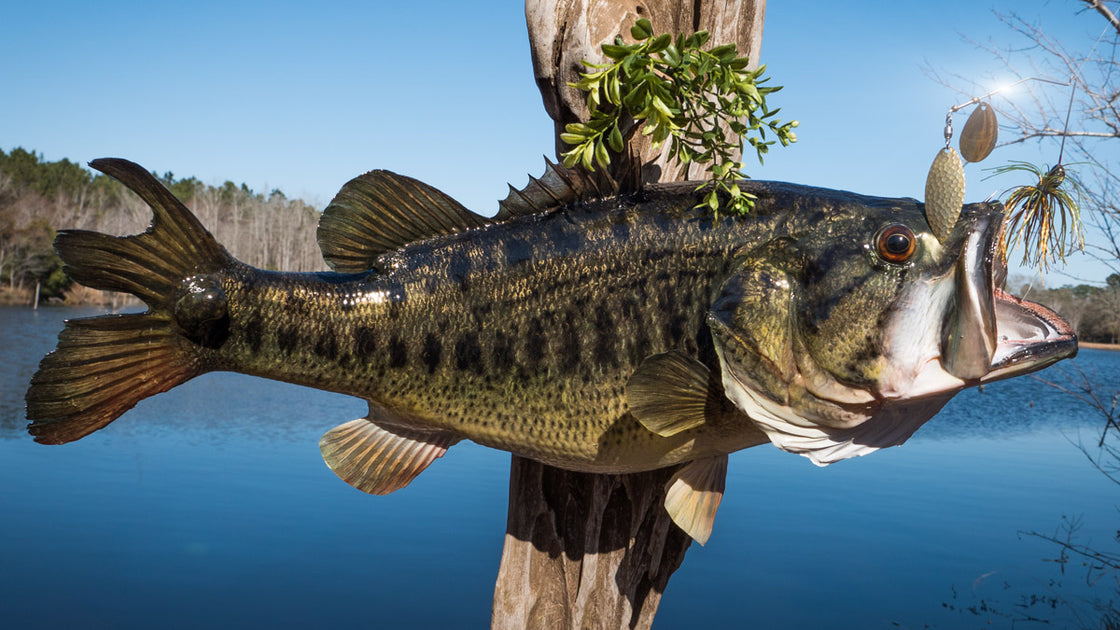 Swampfest, Waycross GA. Gimmie Lures